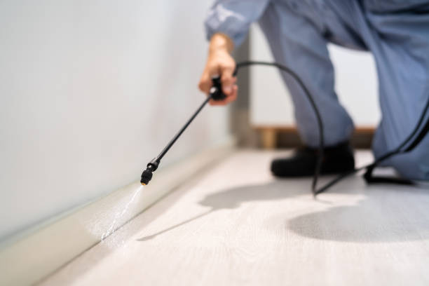 Licensed Ant Control service in Placerville, CA - Nex Pest Control